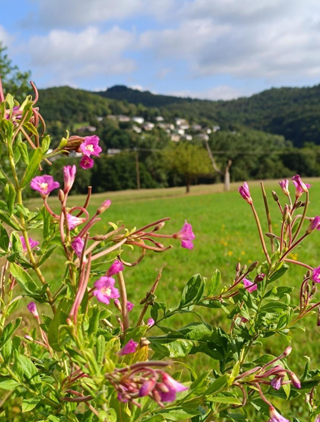 Ferienwohnung Zum Maerchenwald Bergfreiheit ภายนอก รูปภาพ